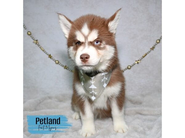 Siberian Husky--Male---Petland Fort Myers, Florida