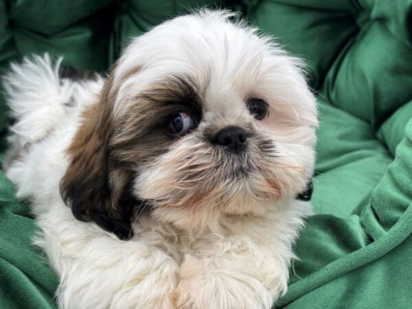 Shih Tzu--Male---Petland Fort Myers, Florida