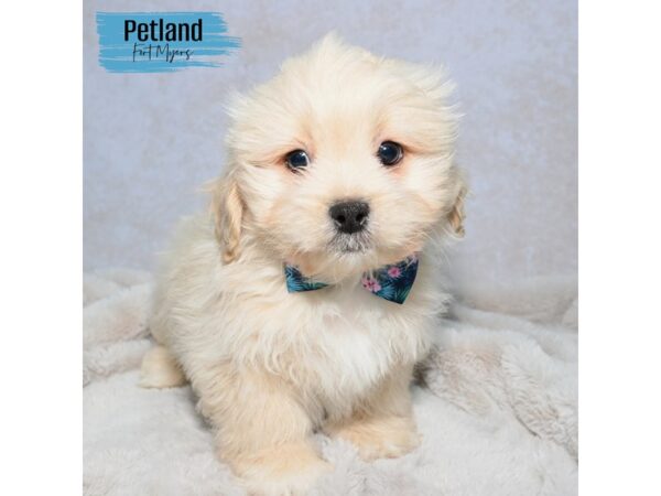 Pekeapoo--Male---Petland Fort Myers, Florida