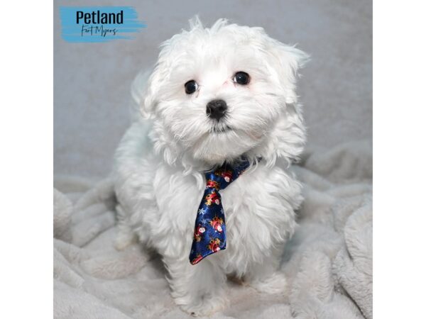 Maltese--Male---Petland Fort Myers, Florida