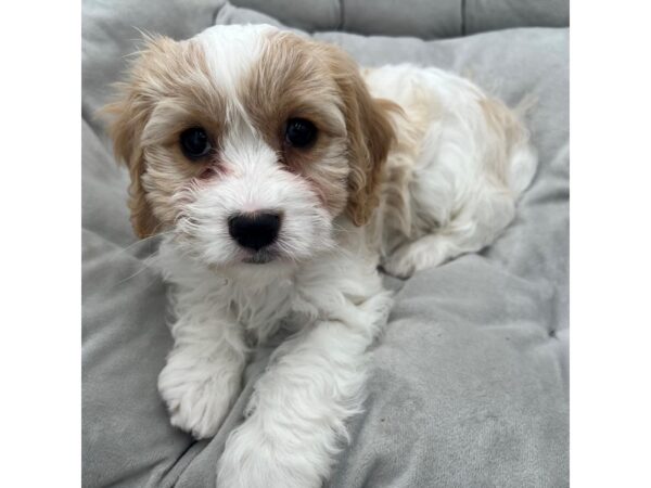 Cavachon--Female---Petland Fort Myers, Florida
