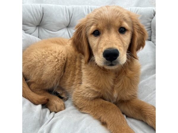 Golden Retriever--Female---Petland Fort Myers, Florida