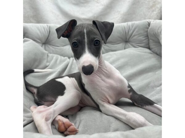 Italian Greyhound--Male---Petland Fort Myers, Florida