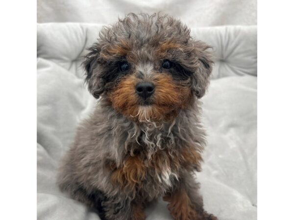 Maltipoo--Female---Petland Fort Myers, Florida