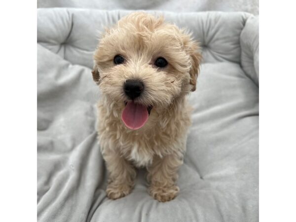 Maltipoo--Male---Petland Fort Myers, Florida
