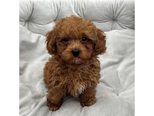 Miniature Poodle--Male---Petland Fort Myers, Florida