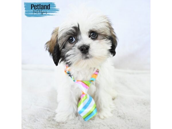 Lhasa Apso--Male---Petland Fort Myers, Florida