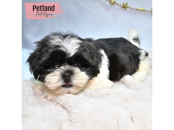 Shih Tzu--Female---Petland Fort Myers, Florida