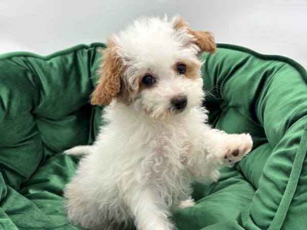 Cavapoo 2nd Gen--Female---Petland Fort Myers, Florida