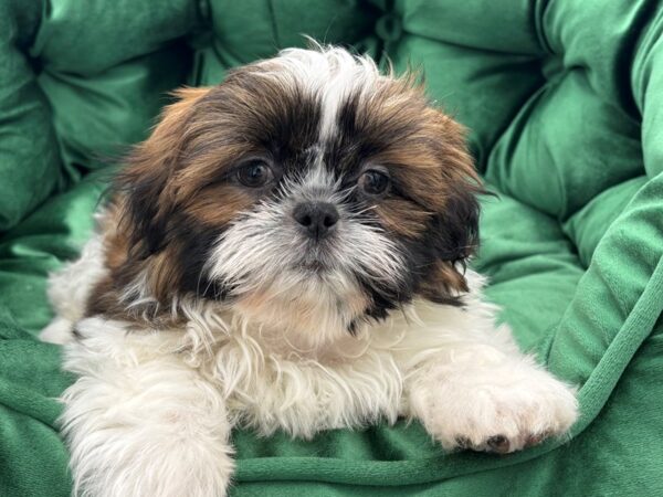 Shih Tzu--Male---Petland Fort Myers, Florida