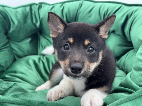 Shiba Inu--Female---Petland Fort Myers, Florida
