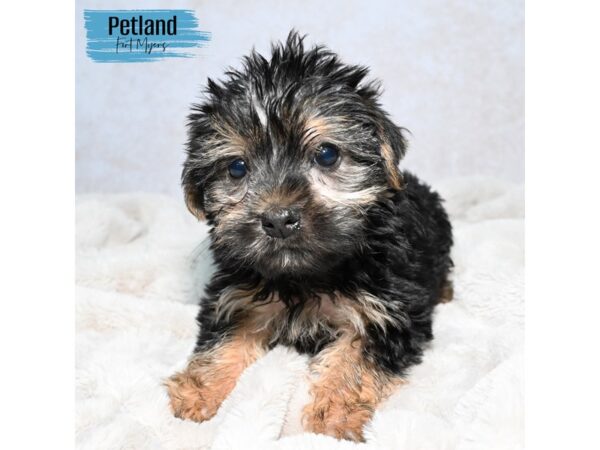 Morkie--Male---Petland Fort Myers, Florida