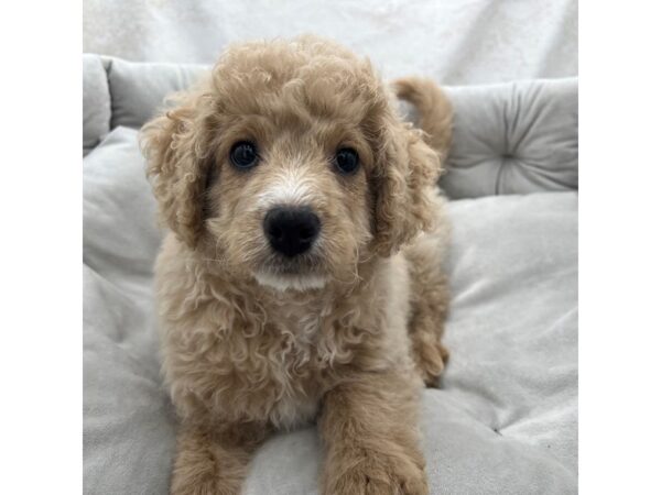 Cockadoodle F1B--Male---Petland Fort Myers, Florida