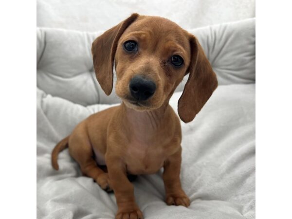 Dachshund--Female---Petland Fort Myers, Florida
