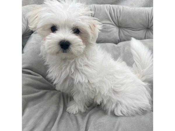 Maltese--Male---Petland Fort Myers, Florida