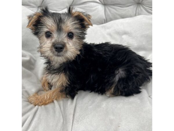 Morkie--Female---Petland Fort Myers, Florida