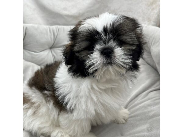 Shih Tzu--Male---Petland Fort Myers, Florida