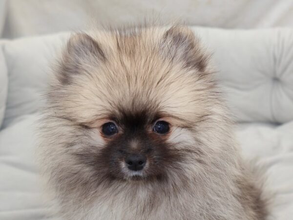 Pomeranian--Male---Petland Fort Myers, Florida