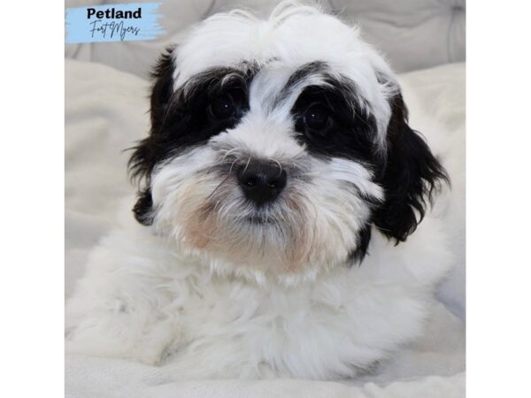 [#25173] Black and White Male Havachon Puppies for Sale
