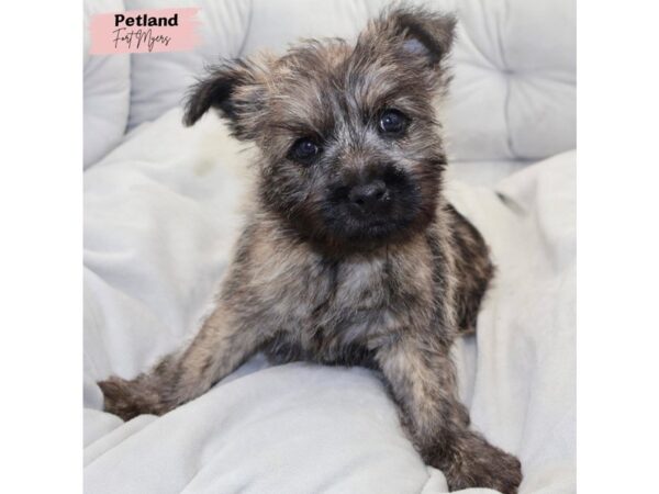 [#25180] Brindle Female Cairn Terrier Puppies for Sale