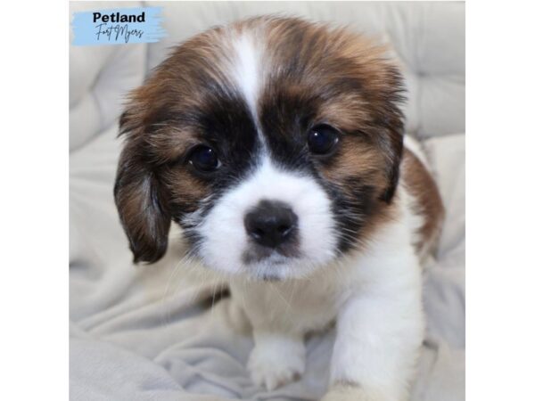 [#25193] Br & Wh Male CavaTzu Puppies for Sale