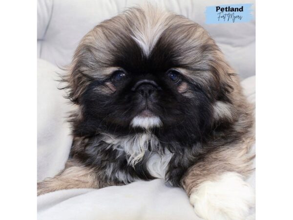 [#25188] Fn Sbl Male Pekingese Puppies for Sale