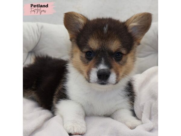 [#25247] Tri Female Pembroke Welsh Corgi Puppies for Sale