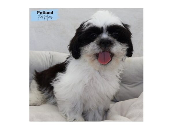 [#25203] Black and White Male Shih Tzu Puppies for Sale