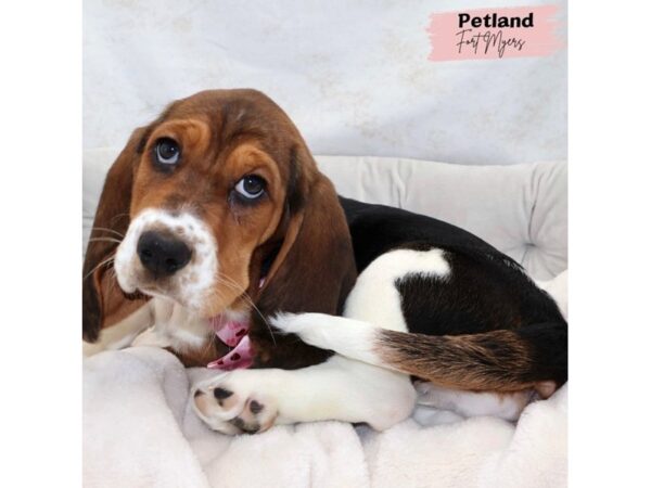 [#25319] Black White and Tan Female Basset Hound Puppies for Sale