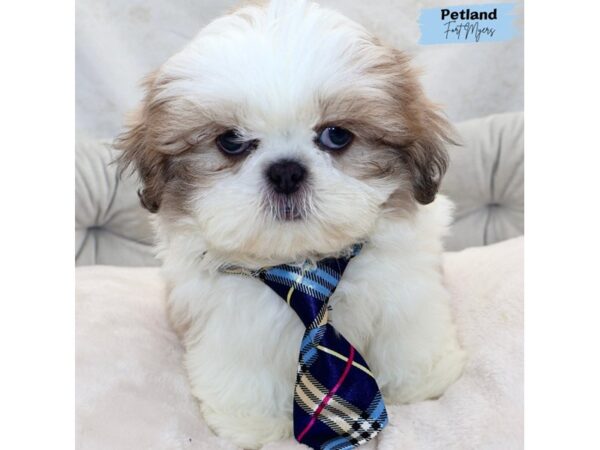 [#25354] Blue and White Male Shih Tzu Puppies for Sale