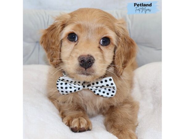 [#25367] Apricot Male Cockapoo Puppies for Sale