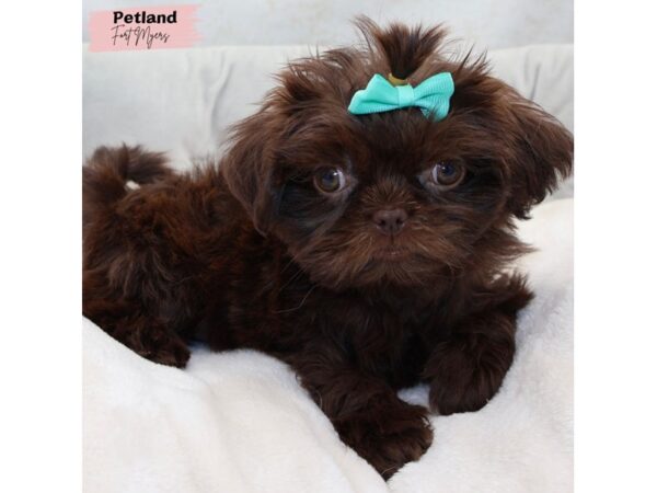 [#25373] Liver Female Shih Tzu Puppies for Sale