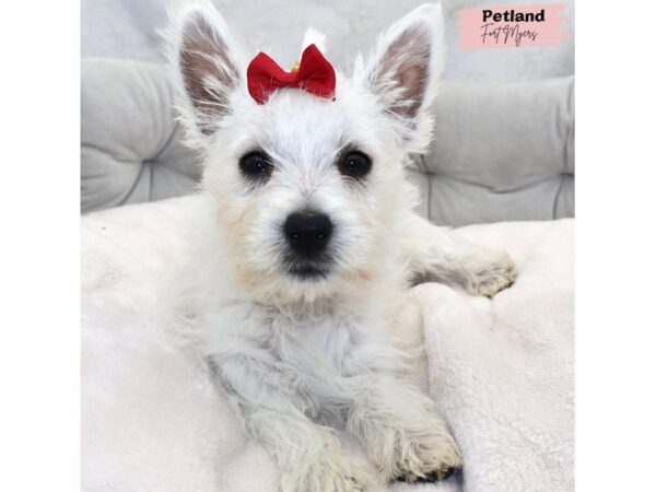 [#25366] White Female West Highland White Terrier Puppies for Sale