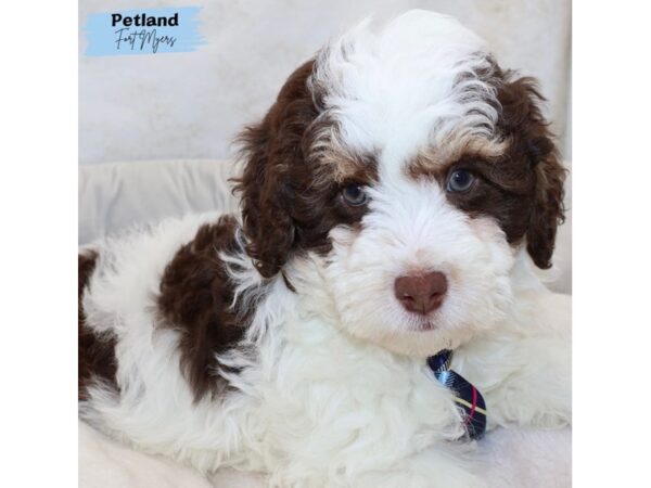 [#25376] Chlt Wh Tn Male Bernedoodle Puppies for Sale