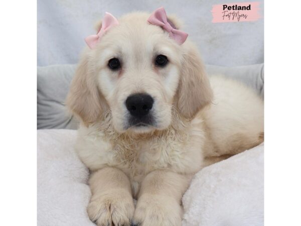 [#25381] Cr Female Golden Retriever Puppies for Sale