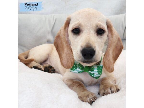 [#25392] Fawn Male Dachshund Puppies for Sale