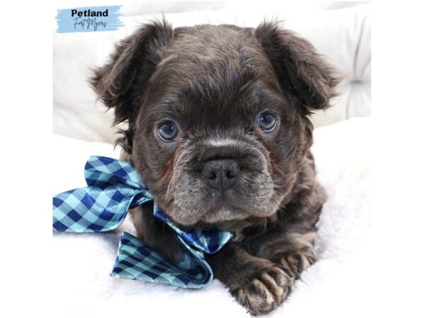 [#25393] Blue Male Fluffy French Bulldog Puppies for Sale