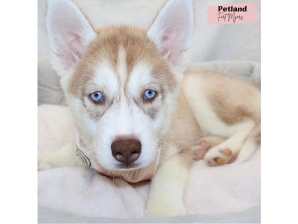 [#25397] Red and White Female Siberian Husky Puppies for Sale