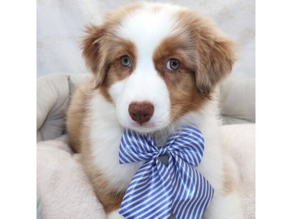 [#25398] Red Merle Male Australian Shepherd Puppies for Sale