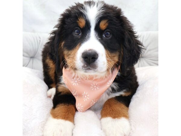 [#25399] Black Rust and White Female Bernese Mountain Dog Puppies for Sale