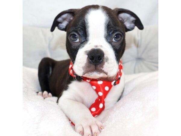 [#25404] Black & White Male Boston Terrier Puppies for Sale