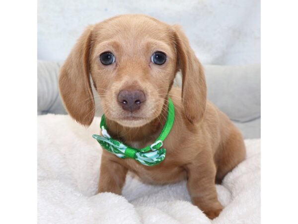 [#25410] Br Male Dachshund Puppies for Sale