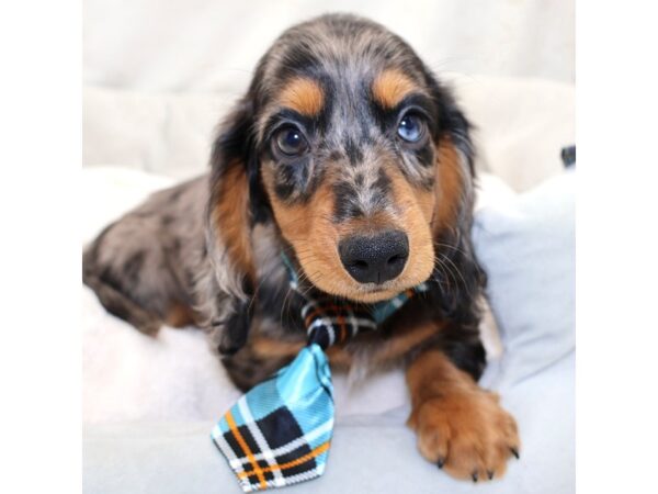 [#25408] Blue Dapple Male Dachshund Puppies for Sale