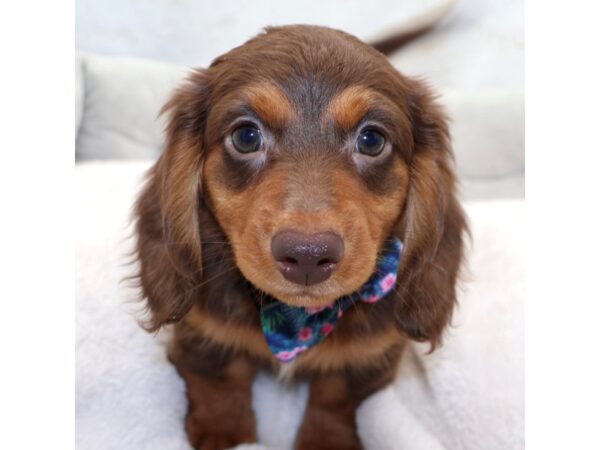 [#25409] Br & Tn Male Dachshund Puppies for Sale