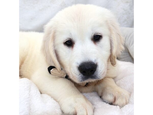 [#25411] Cr Male Golden Retriever Puppies for Sale