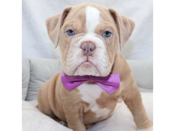 [#25420] Lilac & White Male Victorian Bulldog Puppies for Sale