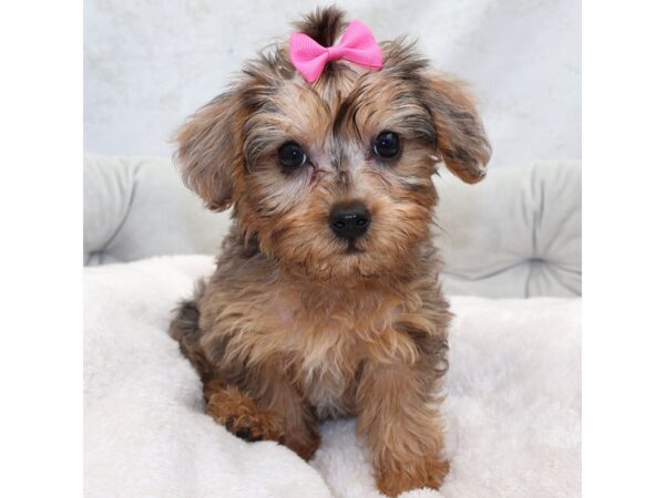 [#25421] Blue Merle Female Yorkiepoo Puppies for Sale