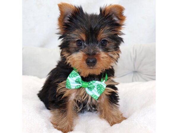 [#25422] Black & Tan Male Yorkshire Terrier Puppies for Sale