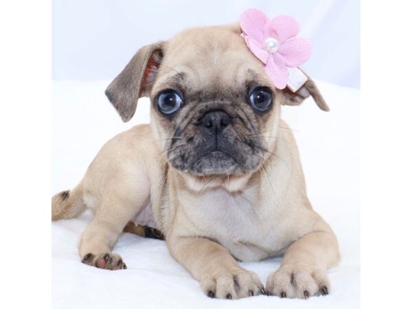 [#26400] Merle Female Pug Puppies for Sale
