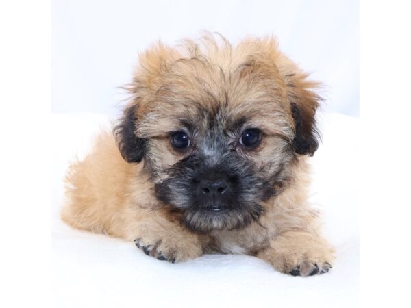 [#26569] Red Male Peke-A-Poo Puppies for Sale